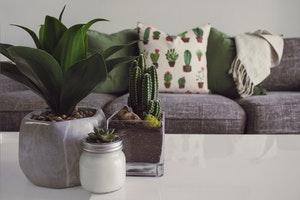 Plante verte sur table avec canapé de salon