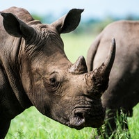 survie des rhinocéros