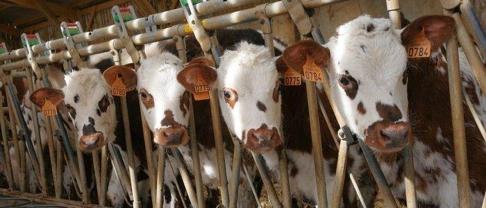 Investir en achetant une vache laitière : un placement qui peut rapporter 4 %