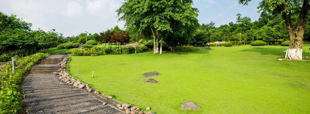 terrain loisir avec arbres et gazon